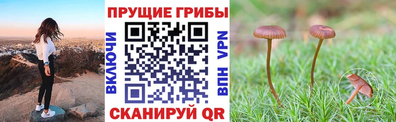 даркнет сайт  гидра ONION  Псилоцибиновые грибы GOLDEN TEACHER  Гусь-Хрустальный 